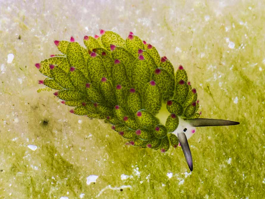 Costasiella sp. 7